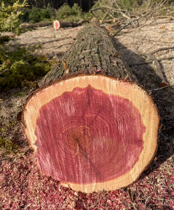 Aromatic Cedar Oil for Aromatherapy, Air-Freshening, Deodorizing, and Preserving